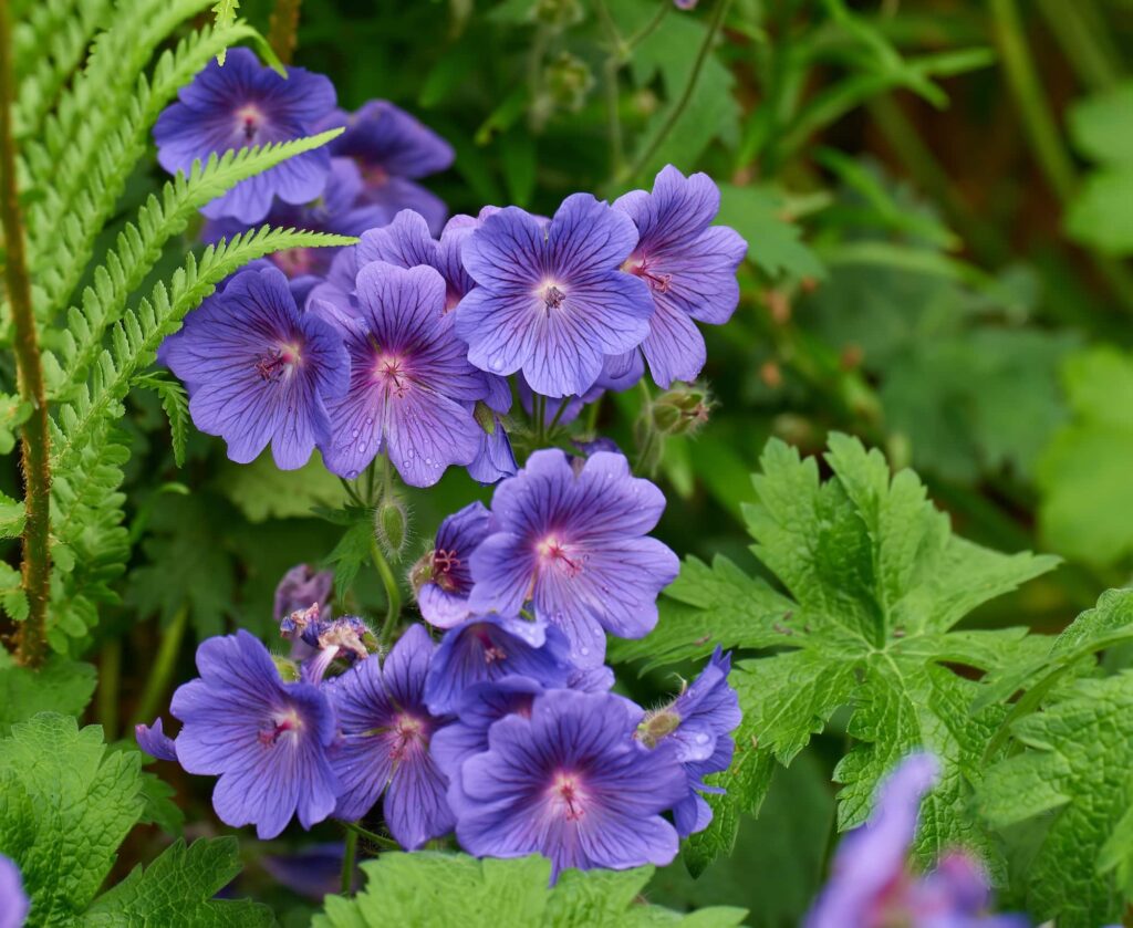 Pakost lúčny - Geranium pratense