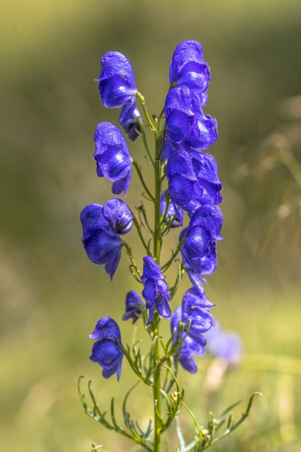 Prilbica modrá - Aconitum napellus