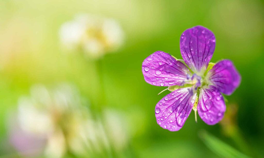 Pakost močiarný - Geranium palustre