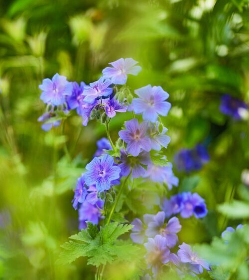 Pakost 'Rozanne' - Geranium 'Rozanne'