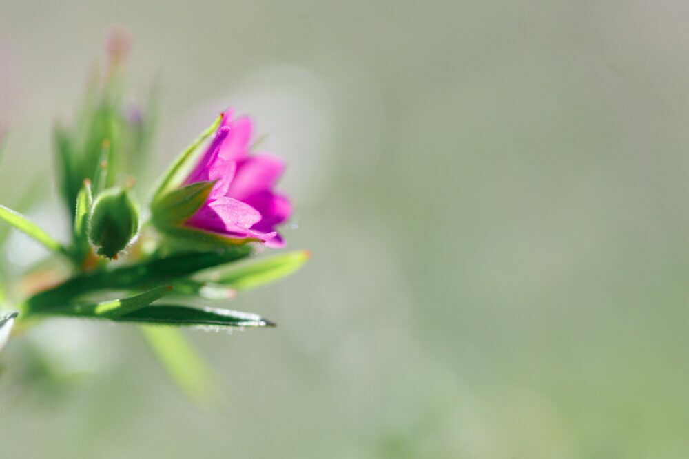 Pakost mäkký - Geranium molle