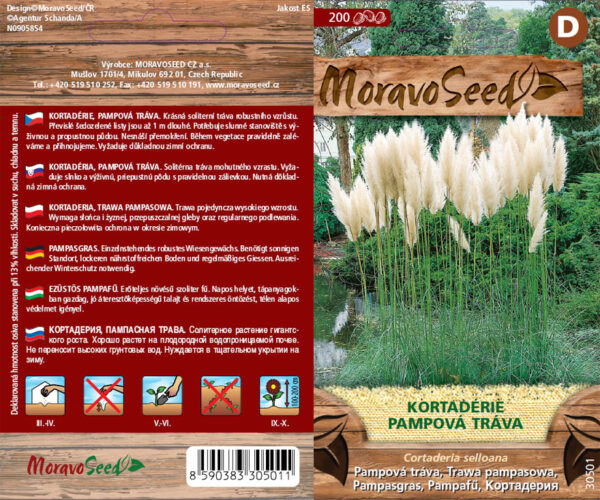 Pampová tráva - Cortaderia selloana - biela semienka