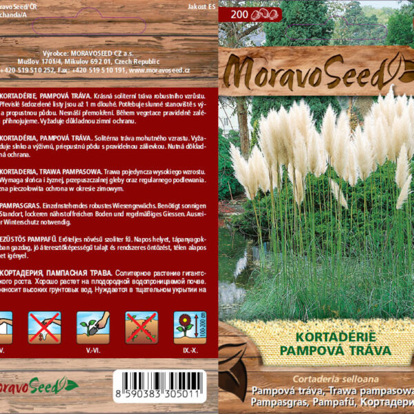 Pampová tráva - Cortaderia selloana - biela semienka