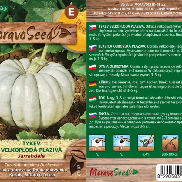 Tekvica veľkoplodá - Cucurbita maxima - JARRAHDALE - plazivá semienka