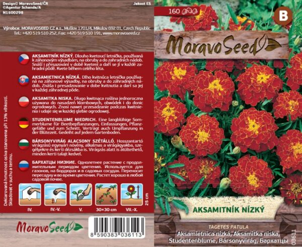 Aksamietnica nízka - Tagetes patula - červenohnedý semienka