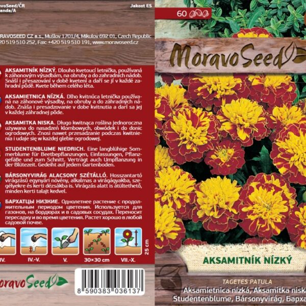 Aksamietnica nízka - Tagetes patula - hnedožltý semienka