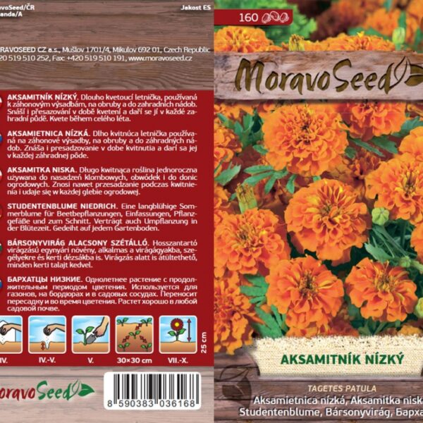 Aksamietnica nízka - Tagetes patula - oranžova semienka