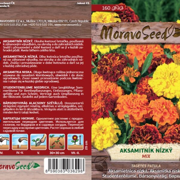 Aksamietnica nízka - Tagetes patula - zmes semienka