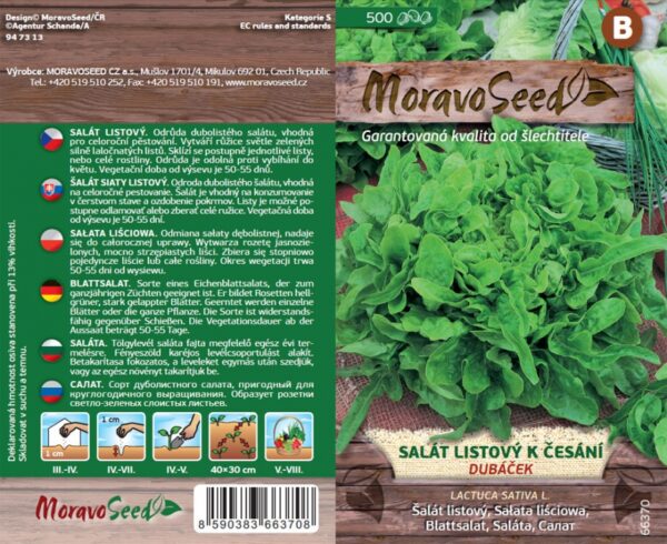 Šalát listový na česanie - Lactuca sativa - DUBÁČEK - zelený semienka