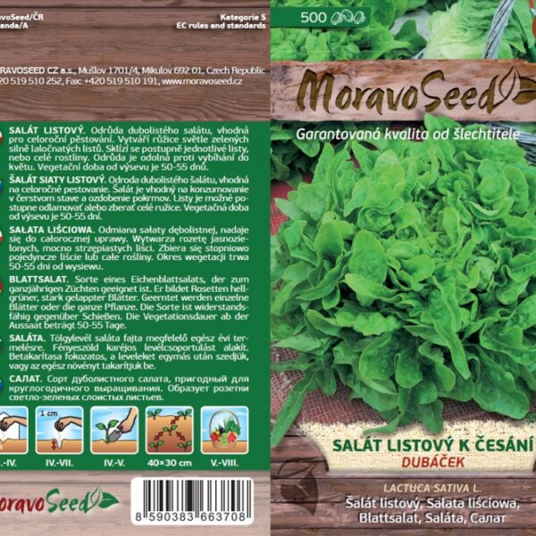 Šalát listový na česanie - Lactuca sativa - DUBÁČEK - zelený semienka