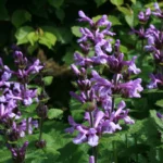 Stachys macrantha Superba 1 1024x1024 2