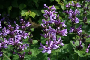 Stachys macrantha Superba 1 1024x1024 2