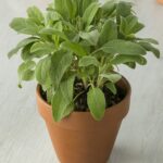 terra cotta pot with fresh sage 1