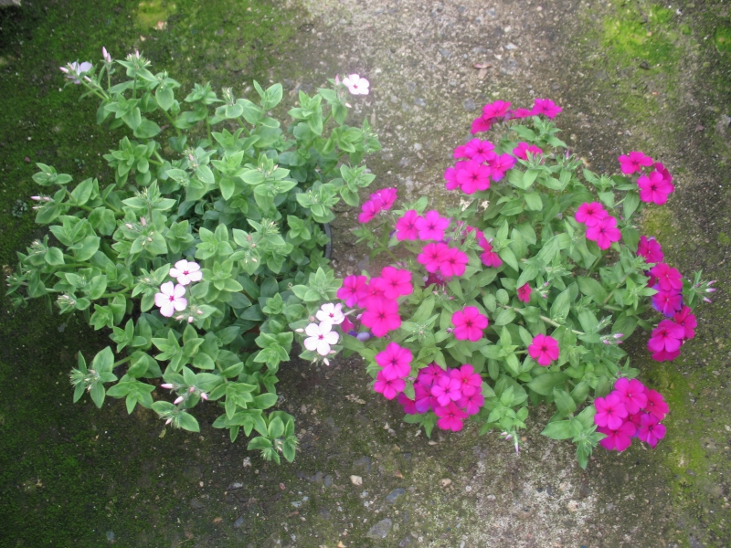 phlox drummondii1