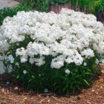 phlox minie pearl 1 2