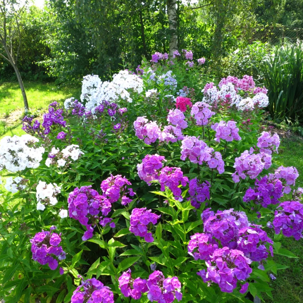 plamenka latnata smes barev phlox paniculata grandiflora semena plamenky 15 ks 1 1024x1024 1