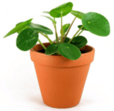 pokojová rostlina Pilea peperomioides (palačinková rostlina)